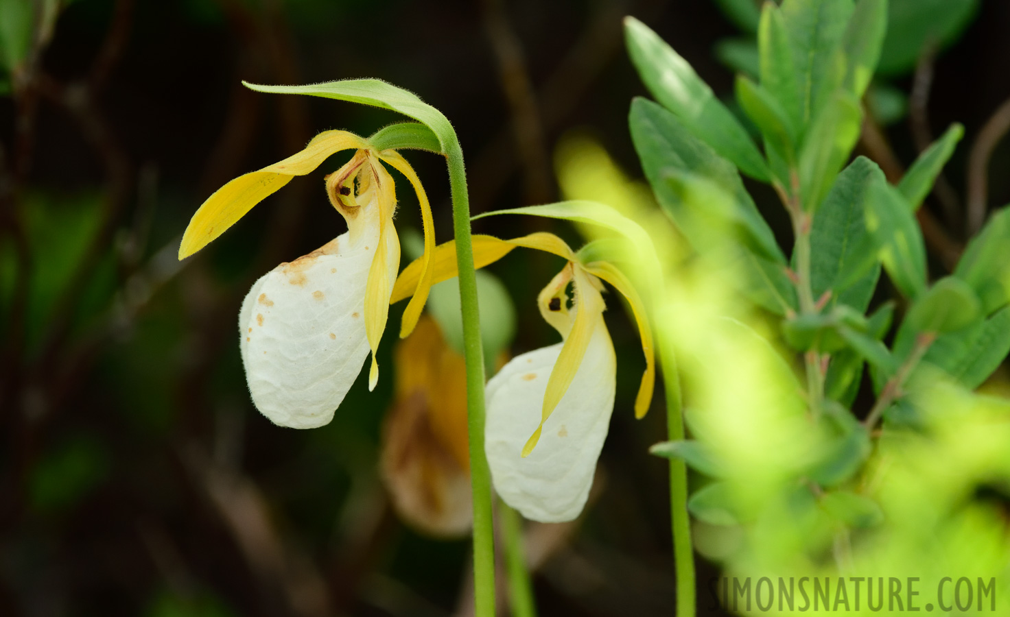 Cypripedium acaule [400 mm, 1/320 sec at f / 8.0, ISO 1000]